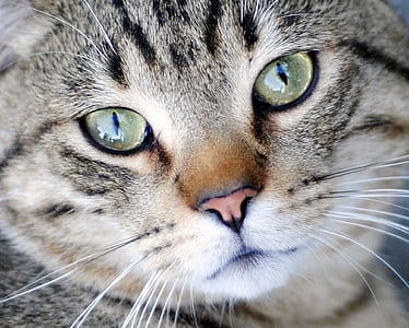 close up photography of silver Tabby cat thumbnail