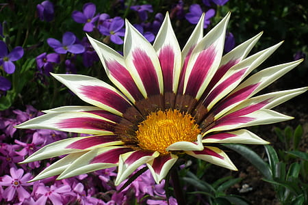 pink and white Gazania flower blooming during daytime thumbnail