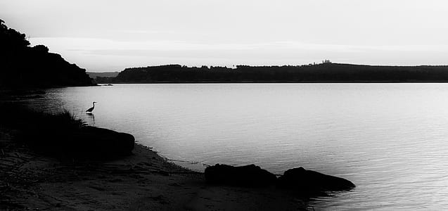 grayscale photography of bird on body of water thumbnail