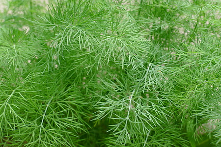 green leafed plant thumbnail