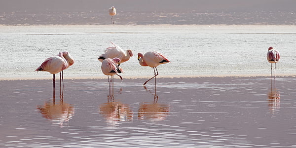 cranes on body of water during daytime thumbnail