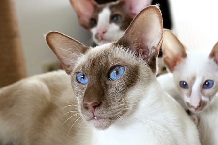 shallow focus photography of cat thumbnail