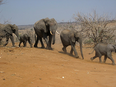 row of elephants thumbnail