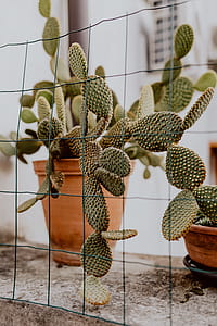 Opuntia in a ceramic pot thumbnail
