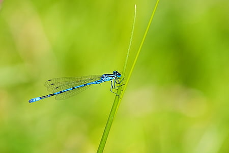 blue damselfly perched on green stem thumbnail