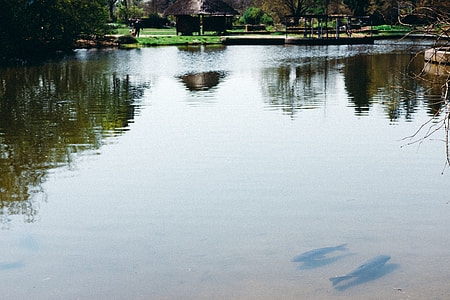 Fishpond thumbnail