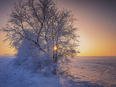 tree against the sun thumbnail