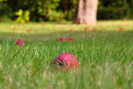 red apple on green grass thumbnail