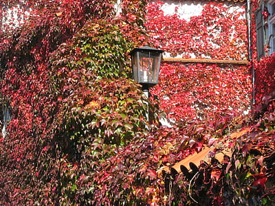 red-leafed tree beside black post light thumbnail