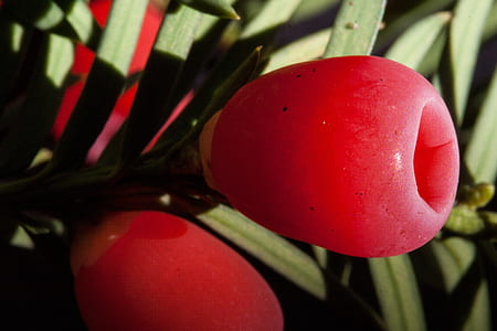 selective focus photography of red berry thumbnail