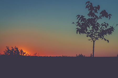 silhouette of tree thumbnail