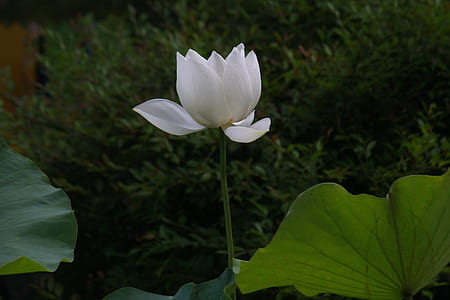 close-up photo of white lotus flower thumbnail