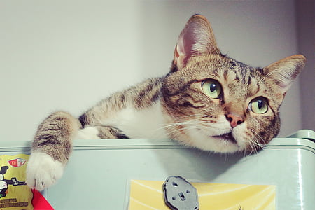 close up photography of beige and white cat thumbnail