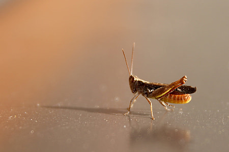 Grasshopper, Tettigonia Viridissima thumbnail