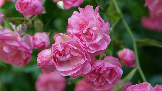 pink petaled flowers thumbnail