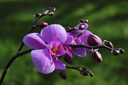 close-up photo of pink orchid thumbnail