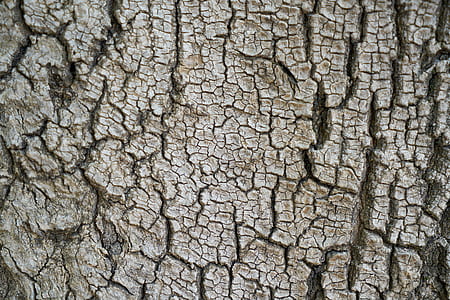 brown tree skin close-up photo thumbnail
