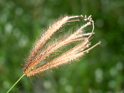 Selective Focus Photo of Brown Grass thumbnail