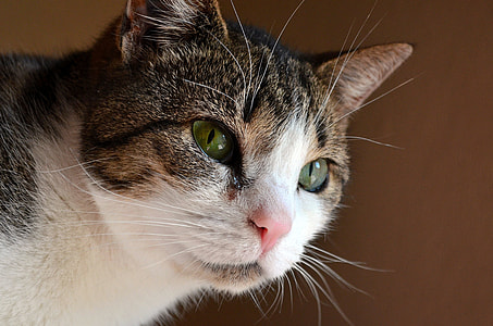 closeup view of brown tabby cat thumbnail