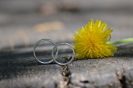 yellow petal flowers on floor thumbnail