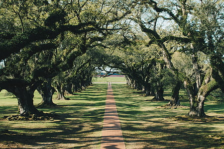 empty green tunnel tree at daytime thumbnail