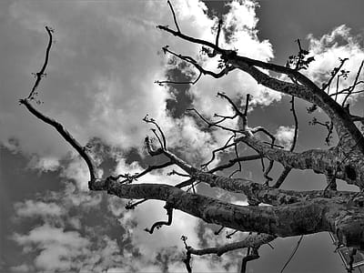 Grayscale Photography of Bare Tree thumbnail