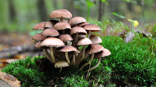 brown mushroom near grass thumbnail