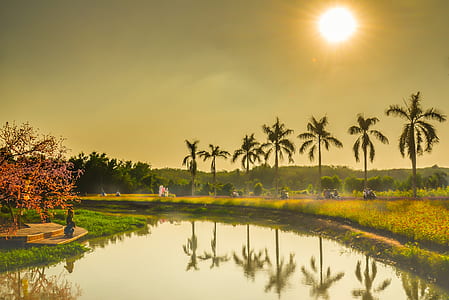 coconut trees near pond at daytime thumbnail