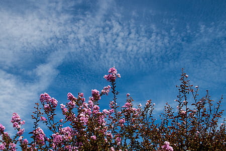 Plant With Flowers thumbnail