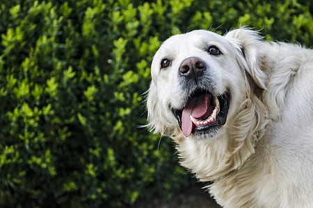 adult gold Golden retriever thumbnail