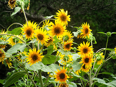 sunflower plants thumbnail