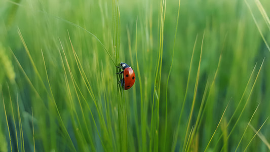 ladybird on grass leaf thumbnail