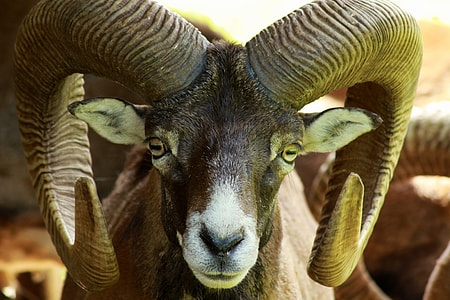 shallow focus photography of brown and black animal thumbnail