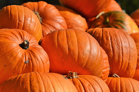 close-up photography of orange pumpkins thumbnail