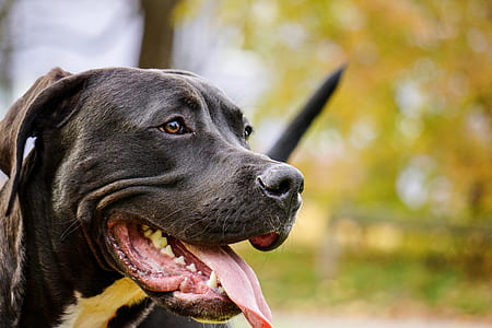 adult black American pit bull terrier on outdoors thumbnail
