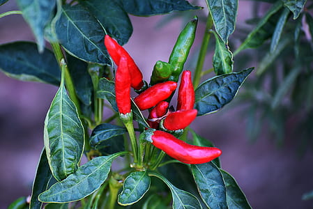 selective focus photography of chili plants thumbnail