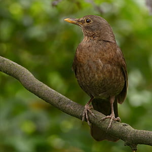 brown bird on tree thumbnail
