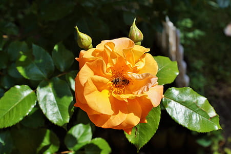 orange petaled flower thumbnail