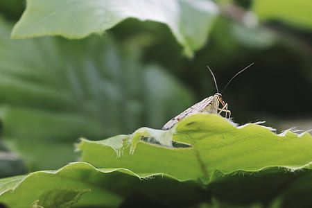 yellow and black moth on green leaf thumbnail