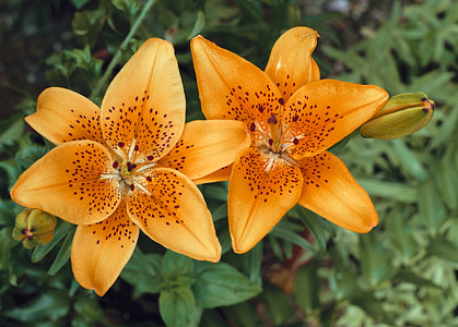 two orange flowers in bloom thumbnail