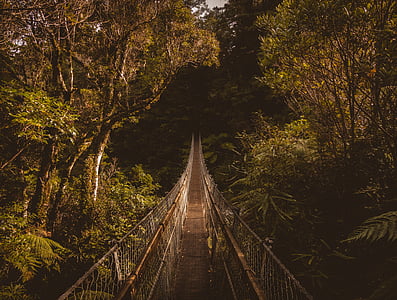 hanging bridge surrounded by trees thumbnail
