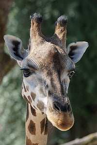 giraffe in closed-up photo during daytime thumbnail