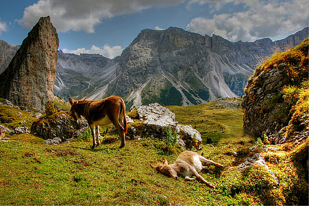 two brown horse on grass thumbnail