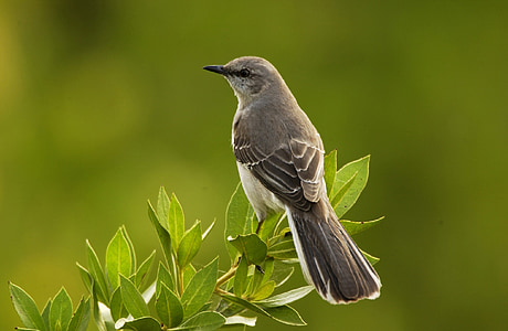 shallow focus photography of a black bird thumbnail