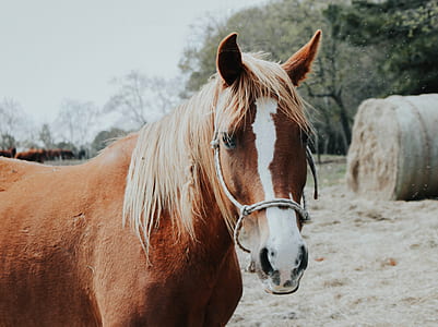 brown horse thumbnail