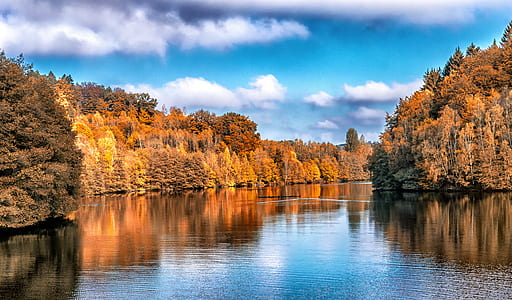 body of water between brown leaf trees thumbnail