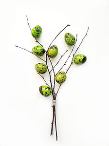 Green Quail Eggs on Tree Branch thumbnail