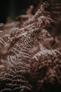 fern, leaf, plant, woodland, forest thumbnail