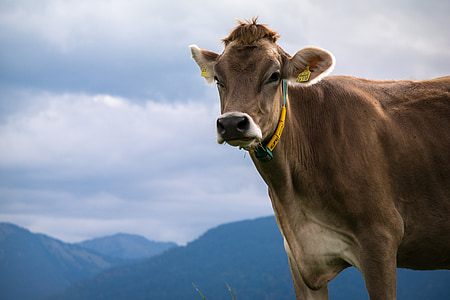 standing brown cow across mountains thumbnail