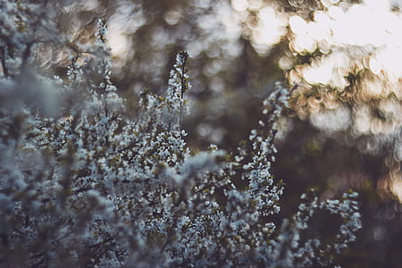 white flowers thumbnail